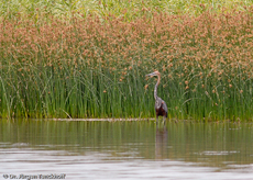 Purpurreiher (4 von 12).jpg